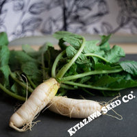 Radish Seeds - Korean - Passion Altari - Hybrid