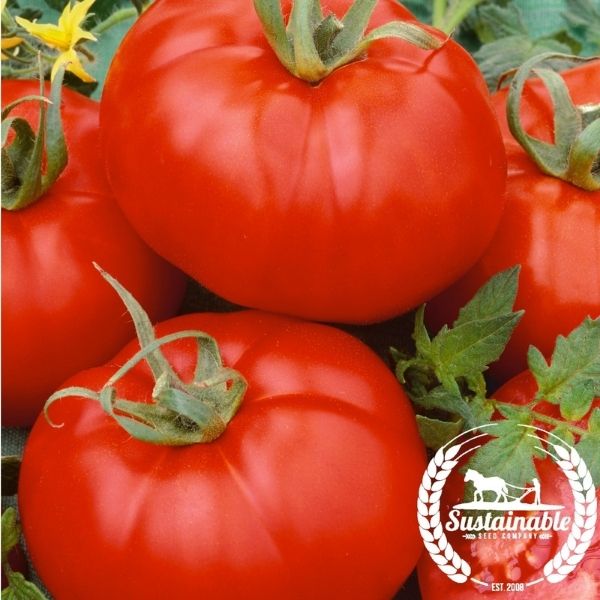 Organic Tomato Seeds, Ace 55 VF  Non-GMO Vegetable Garden Tomato