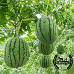 Organic Dixie Queen Watermelon