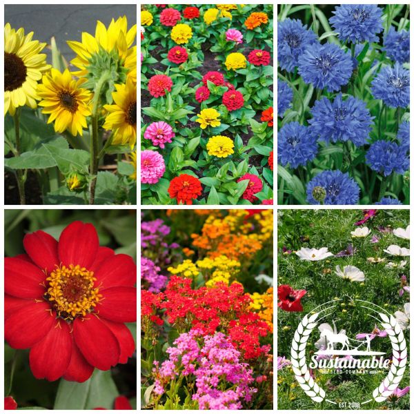 Strawflower, Double Tall Mix – Snake River Seed Cooperative