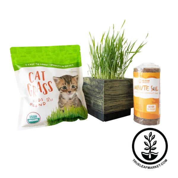 Deluxe Cat Grass Kit With Wooden Planter