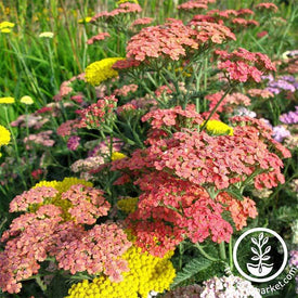 Achillea Summer Pastels Mix Flower Seeds