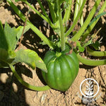 Acorn Squash