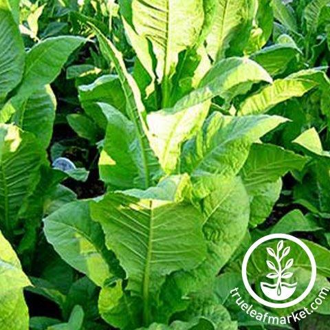African Red Tobacco seeds