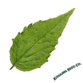 Agastache Seeds - Rugosa Korean Mint