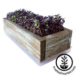 barnowood planter kit with grown microgreens