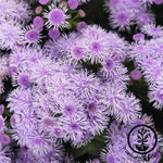 Ageratum Blue Horizon Flower Seeds