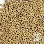 Non-GMO Organic Alfalfa Seeds - closeup