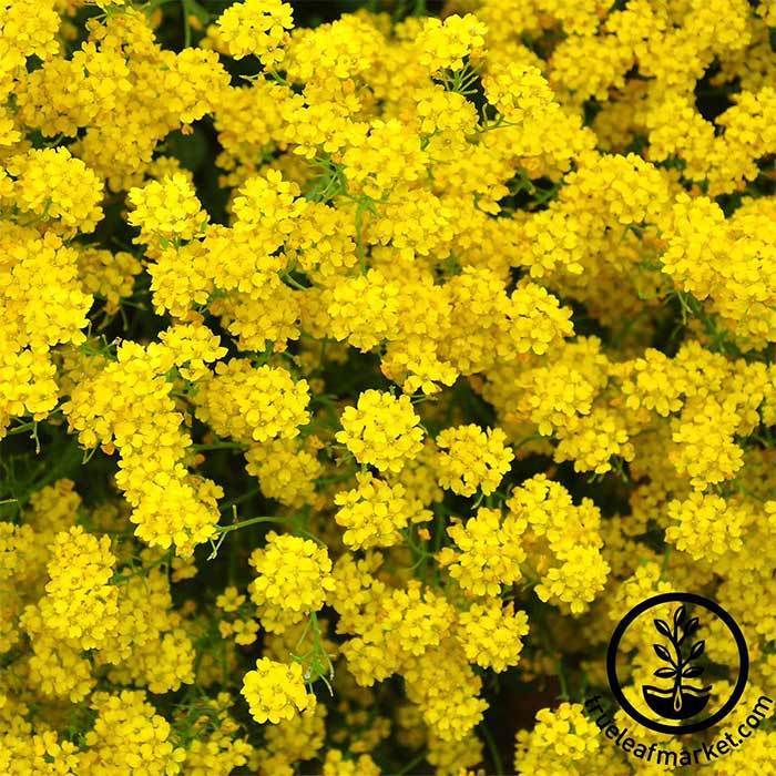 Alyssum Basket of Gold Flower Garden Seeds