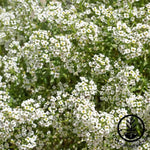 Carpet of Snow Alyssum Flower Seeds