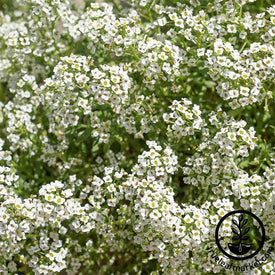 Carpet of Snow Alyssum Flower Seeds