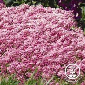 Alyssum Easter Bonnet Series Deep Pink Flower Seed