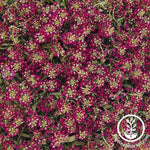 Alyssum Easter Bonnet Series Deep Rose Flower Seed