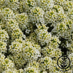 Alyssum Easter Bonnet Series Lemonade Seed