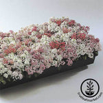 Alyssum Easter Bonnet Series Pastel Seeds