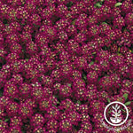 Alyssum Flower Seeds - Easter Bonnet Series Violet