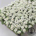 Alyssum Easter Bonnet Series White Seed