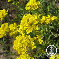 Mountain of Gold Alyssum Seed - Flower