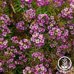 Alyssum Rosie ODay Flower Seeds