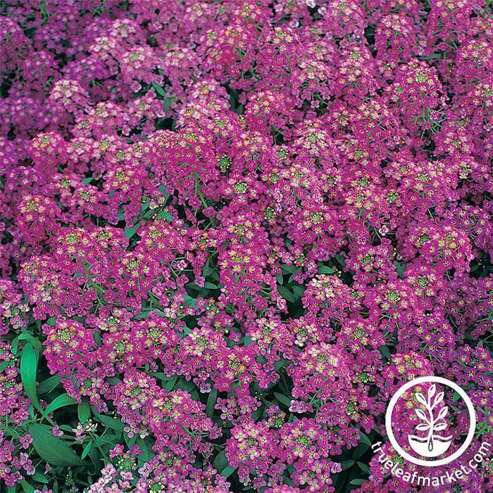 Royal Carpet Alyssum Flower Seeds