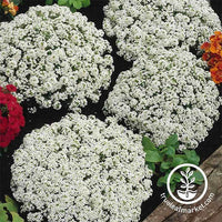 Alyssum Flower Seeds - Snow Crystals