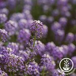 Alyssum Wonderland Series Seeds - Blue