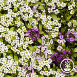 Alyssum Wonderland Series Citron Flower Seed