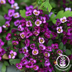 Alyssum Wonderland Series Deep Purple Seed