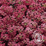 Alyssum Wonderland Series Deep Rose Seed