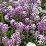 Alyssum Wonderland Series Lavender Seed