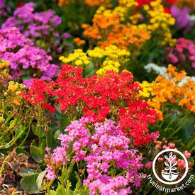 Alyssum Wonderland Series Mix Seeds