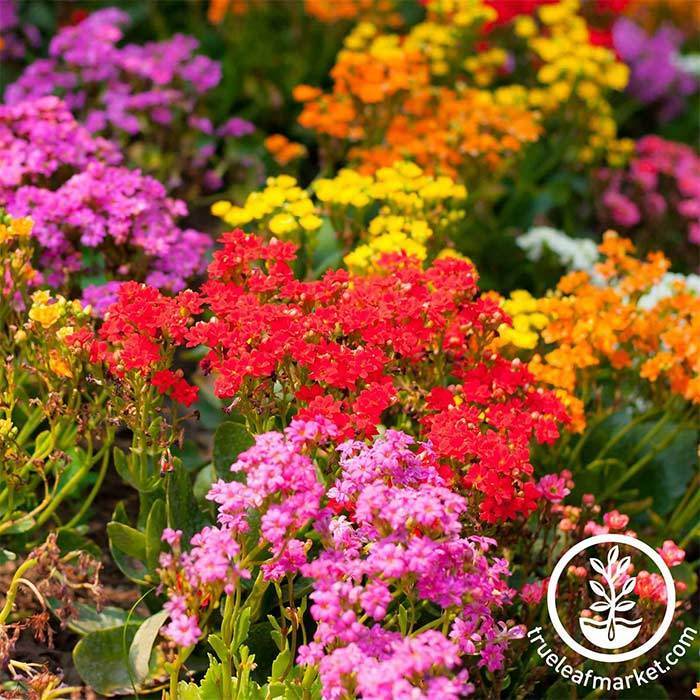 Alyssum Wonderland Series Mix Seeds