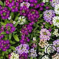 Alyssum Wonderland Series Mulberry Mix Seed