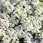 Alyssum Wonderland Series White Seed