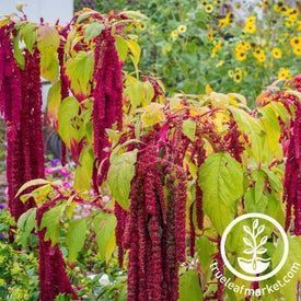 Amaranth Love Lies Bleeding