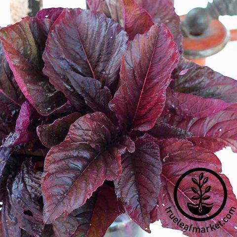 Organic Amaranth Seeds - Hopi Red Dye, Grow Garden Grains & Flowers