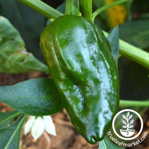 Ancho Sanchez F1 Pepper Seeds