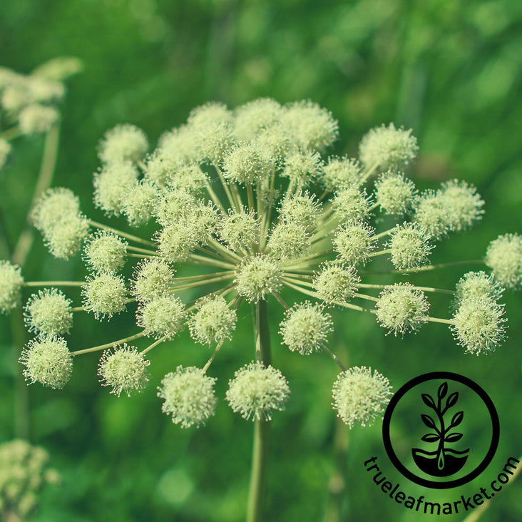 angelica seeds