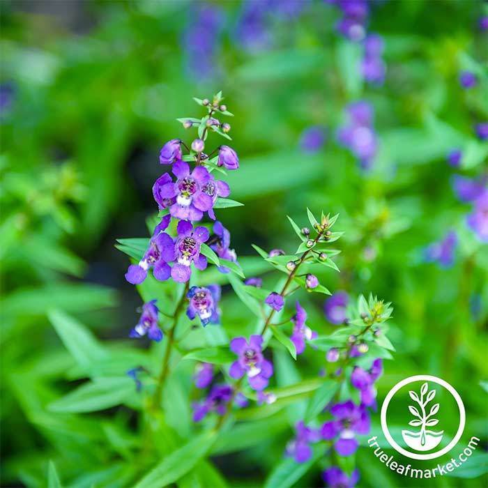 Serena Angelonia Flower Seeds - Blue