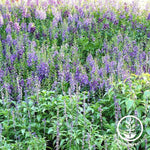 Serena Angelonia Flower Seeds - Mixture