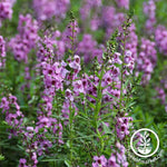 Serena Angelonia Flower Seeds - Purple