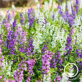 Serena Angelonia Flower Seeds - Mix Waterfall