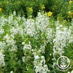 Serena Angelonia Flower Seeds - White