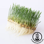 Aquaponic Grown Wheat Grass