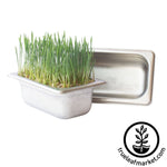 stainless Steel Aquaponic Kit Grown Wheatgrass