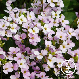 Arabis Compinkie Flower - Perennial Seeds