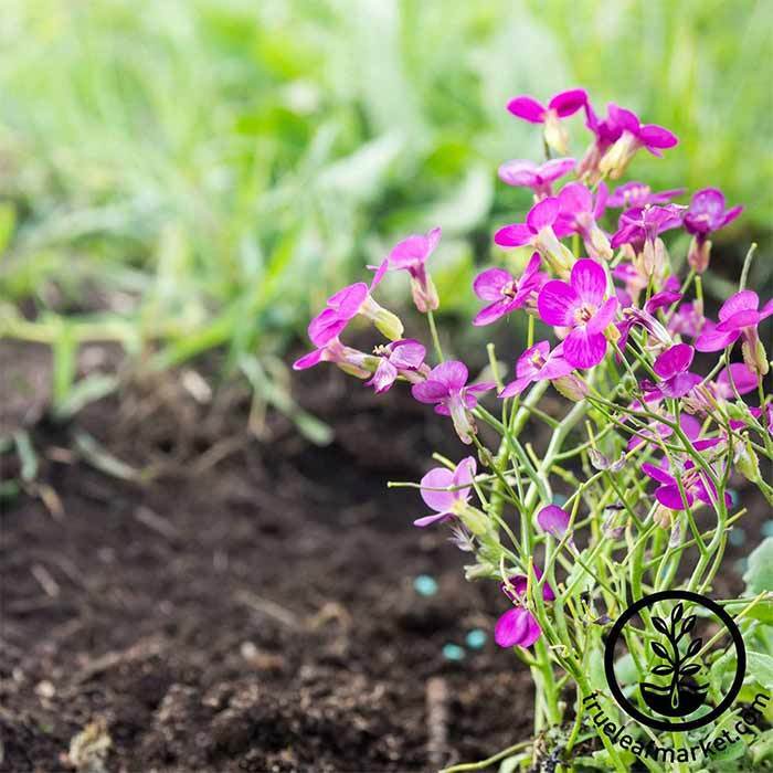 Flower Seeds - Arabis Spring Charm