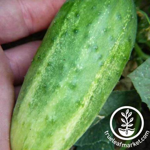 Arkansas Little Leaf Cucumber Seeds