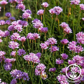 Armeria Maritima Seeds - Splendens Bright Rose