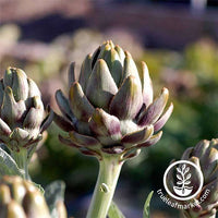 Green Globe Artichoke Garden Seeds